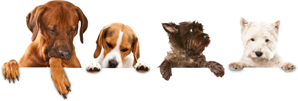 Kastration von Hunden