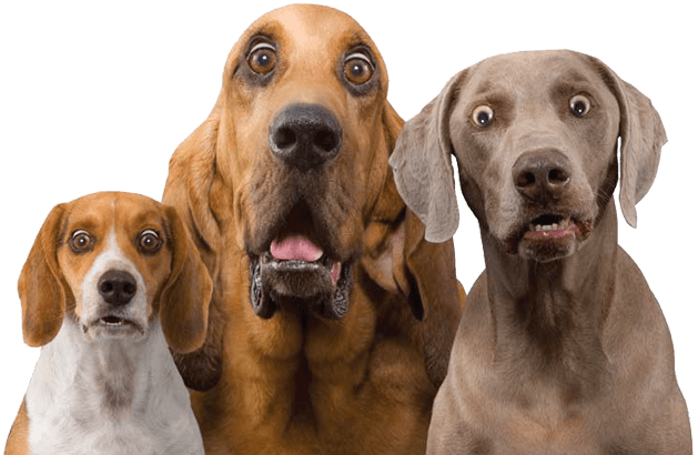 Kastration von Hunden